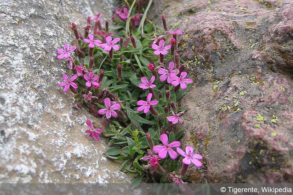 Seifenkraut - Saponaria officinali