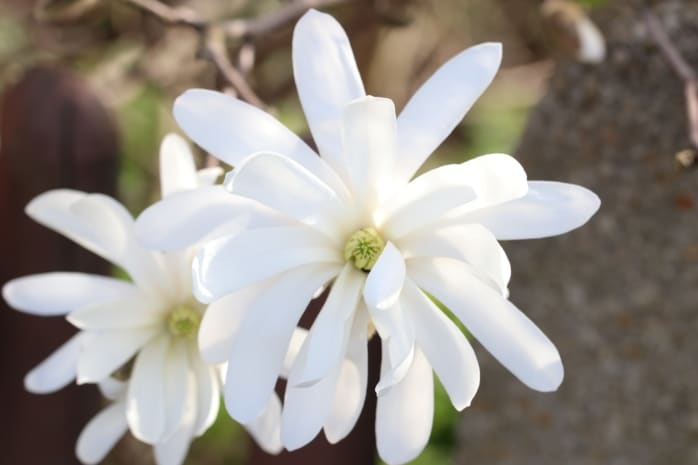 Stern-Magnolie (Magnolia stellata)