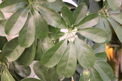 Strahlenaralie (Schefflera)