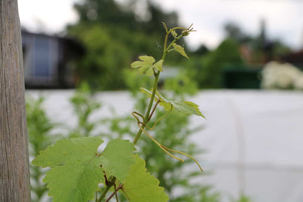 Wein - Vitis