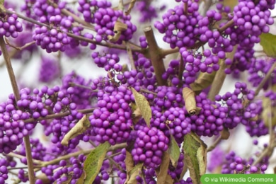 Chinesische Schönfrucht (Callicarpa giraldii)