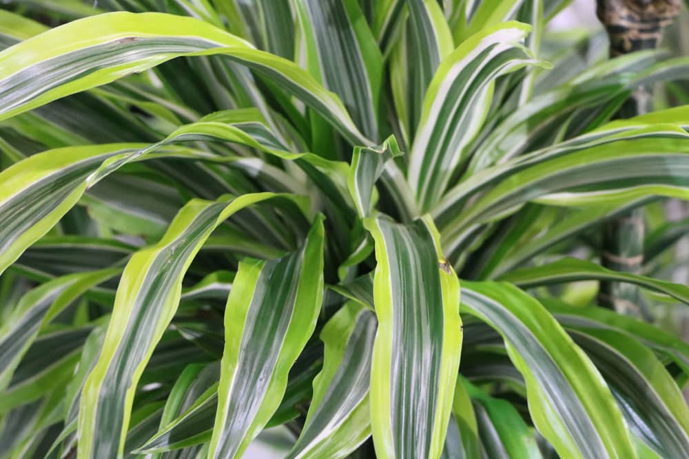 Dracaena fragrans