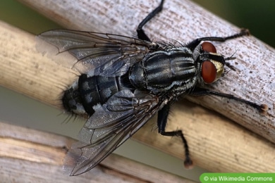 Fleischfliege (Sarcophaga carnaria)