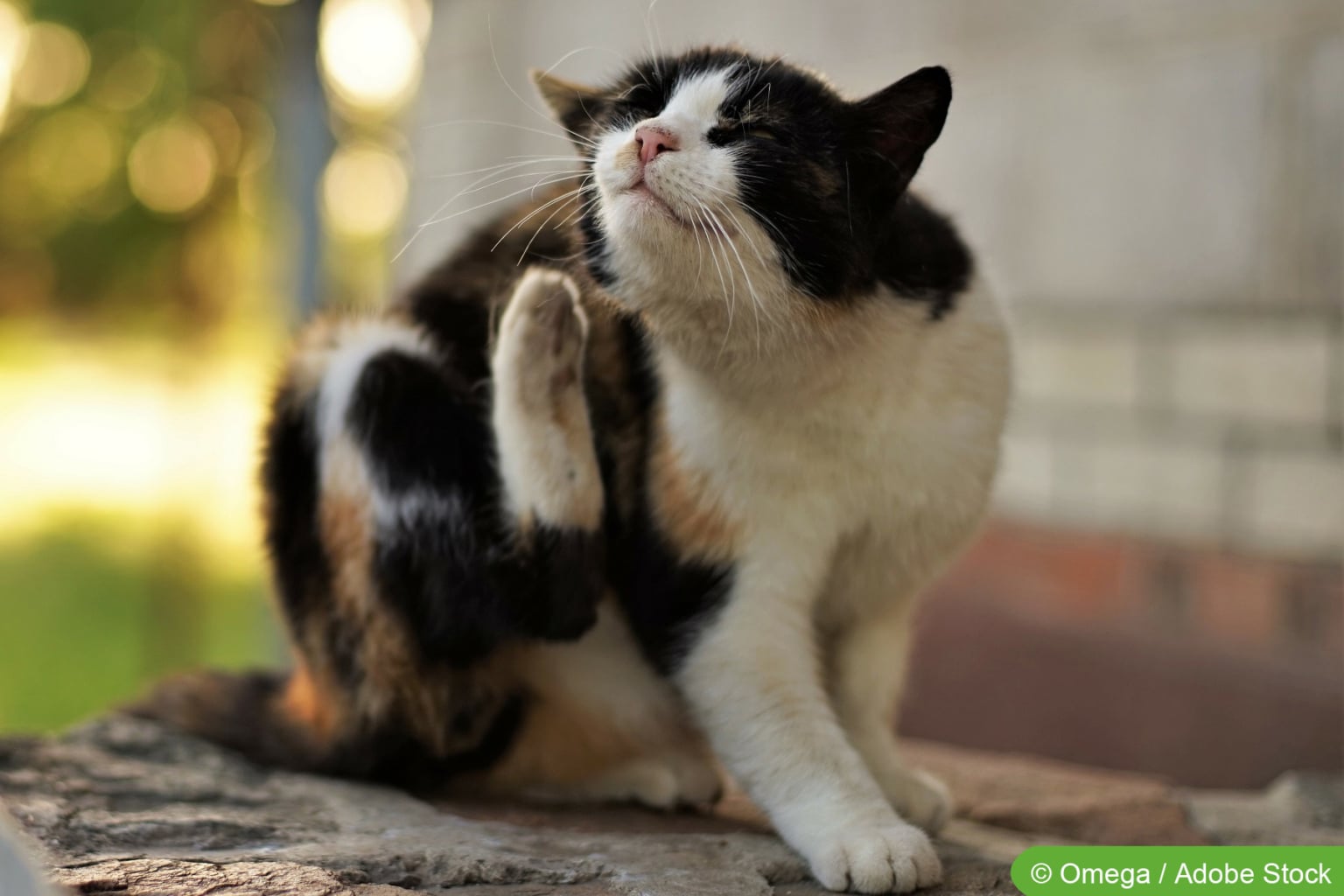Flohbefall bei Mensch, Katzen und Hunden - Flöhe loswerden - Hausgarten.net