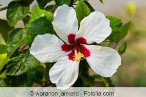 Der Hibiskusbaum ist eine anspruchsvolle Solitär- und Heckenpflanze