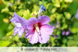 Hibiskus kann als Stamm oder Halbstamm selbst herangezogen werden