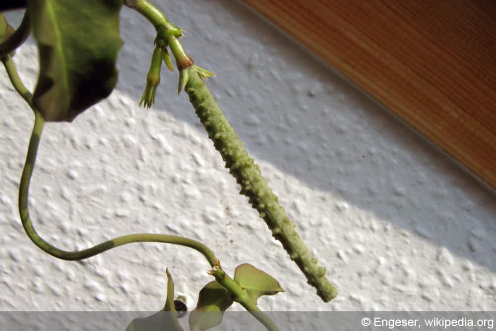 Kletternde Leuchterblume - Ceropegia sandersonii