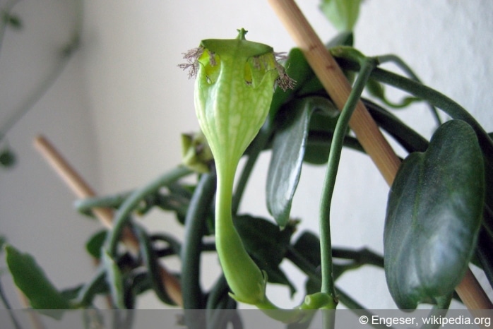 kletternde Leuchterblume - Ceropegia sandersonii-engeser