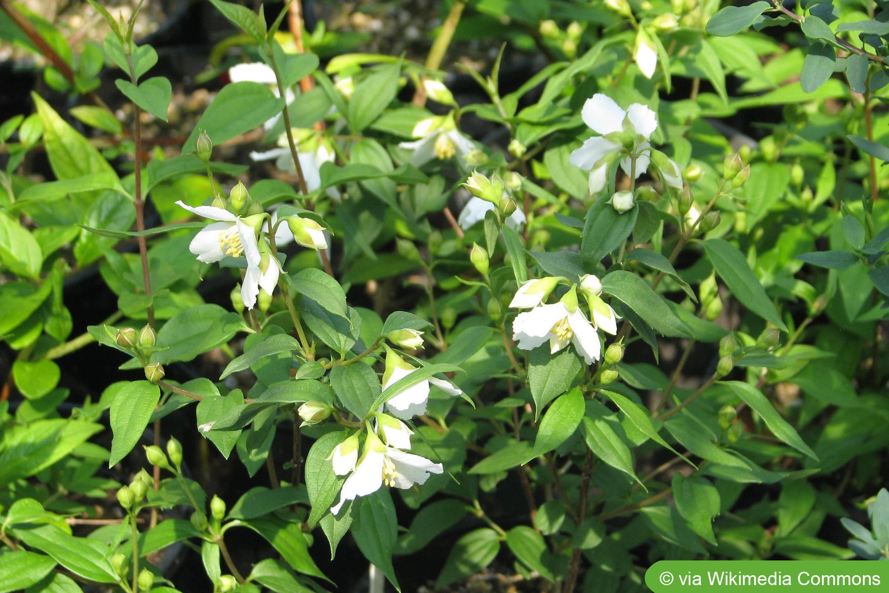 Duftjasmin, Philadelphus Erectus - Pflege des Pfeifenstrauchs -  Hausgarten.net