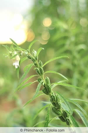 Sesam-Pflanze