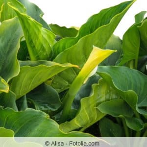 Bei Pflegefehlern können Zantedeschia braune Blätter bekommen