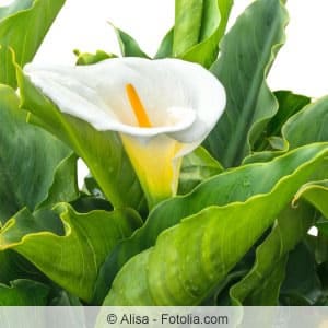 Zimmercalla erfreuen mit Kelchblüten in verschiedenen Farben