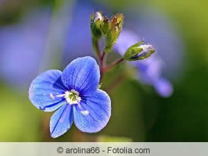 Ehrenpreis-Blüte