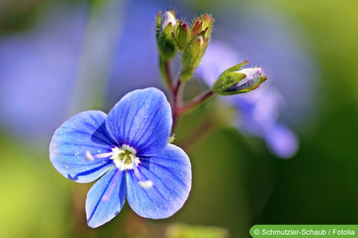 Gamander-Ehrenpreis (Veronica chamaedrys)