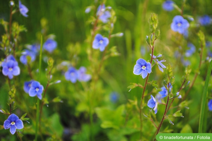 Gamander-Ehrenpreis (Veronica chamaedrys)