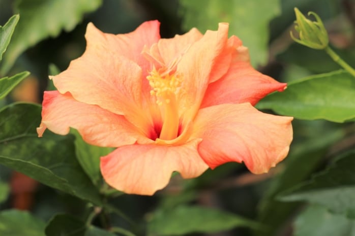 Hibiscus rosa-sinensis