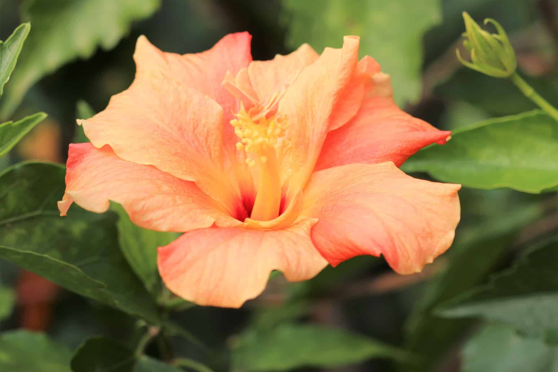 Hibiscus rosa-sinensis - Pflege des Roseneibischs - Hausgarten.net