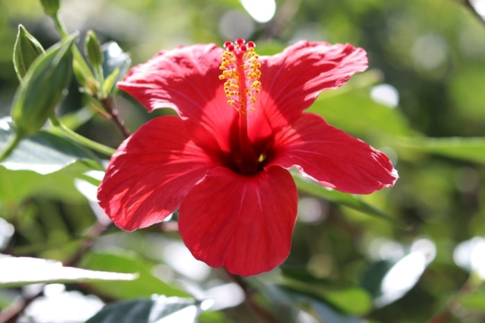 Hibiscus rosa-sinensis