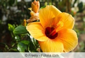 Hibiskus