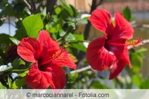 Hibiskus