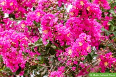 Kreppmyrte (Lagerstroemia)