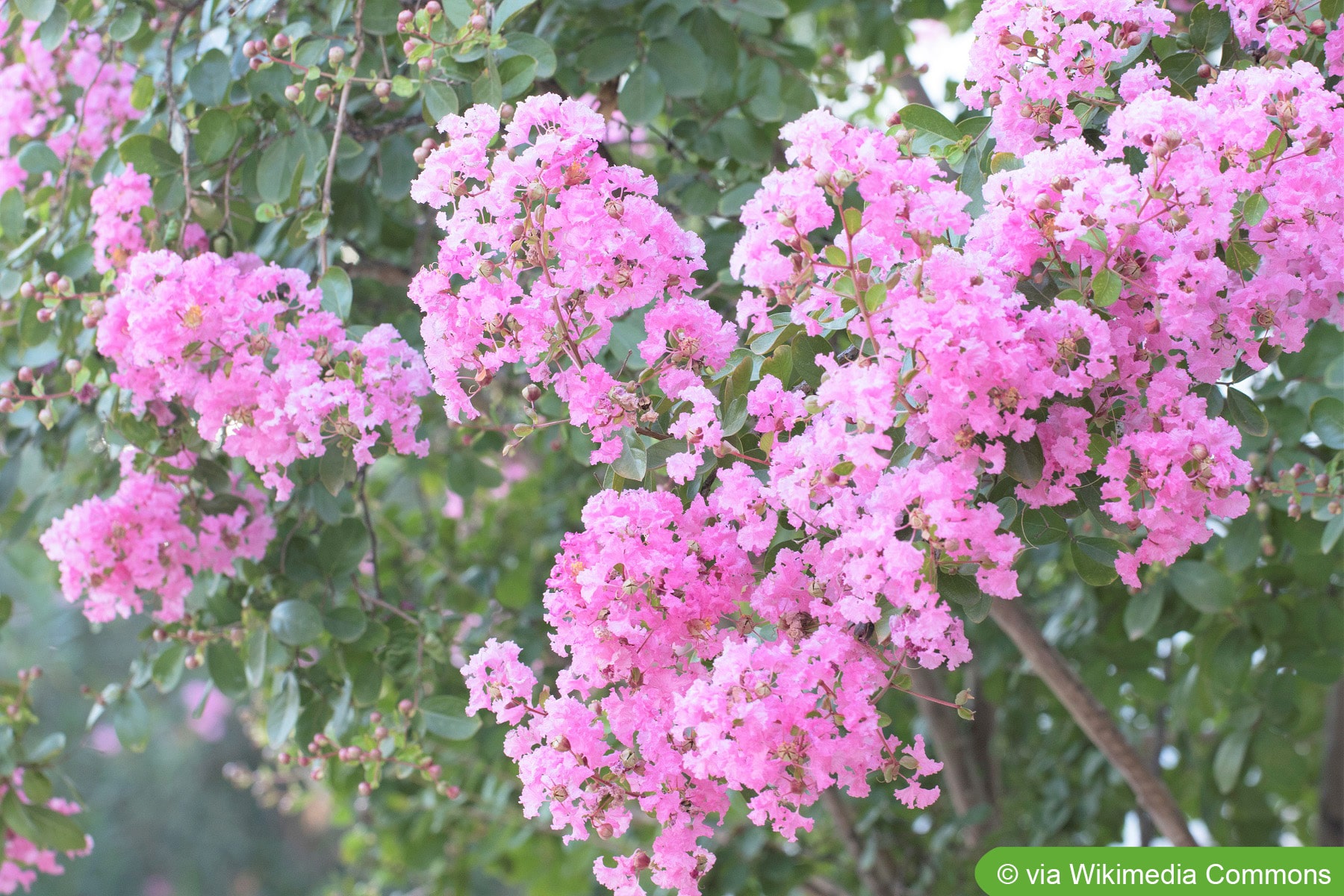 Lagerstrmien, Lagerstroemia indica - Pflanzen & Pflege - Hausgarten.net