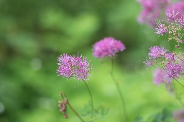 Wiesenraute - Thalictrum