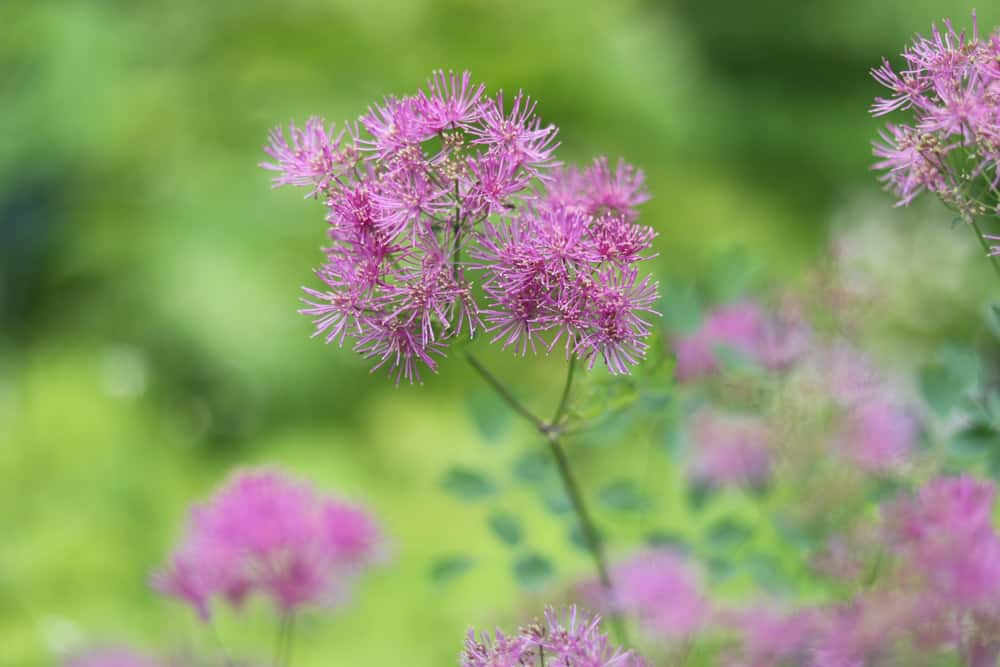 Wiesenraute - Thalictrum