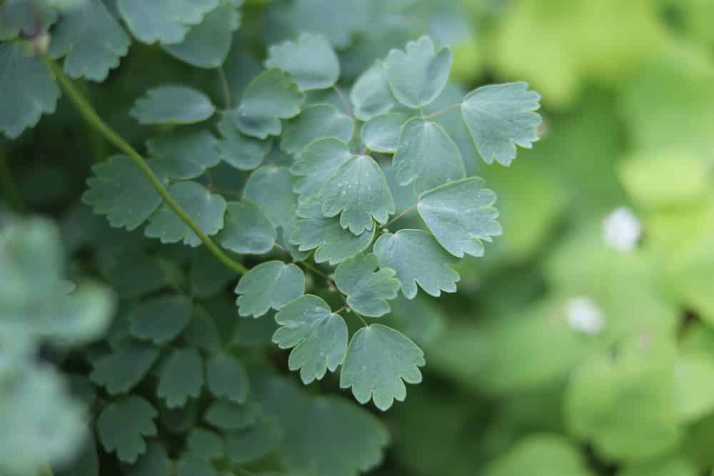 Wiesenraute - Thalictrum