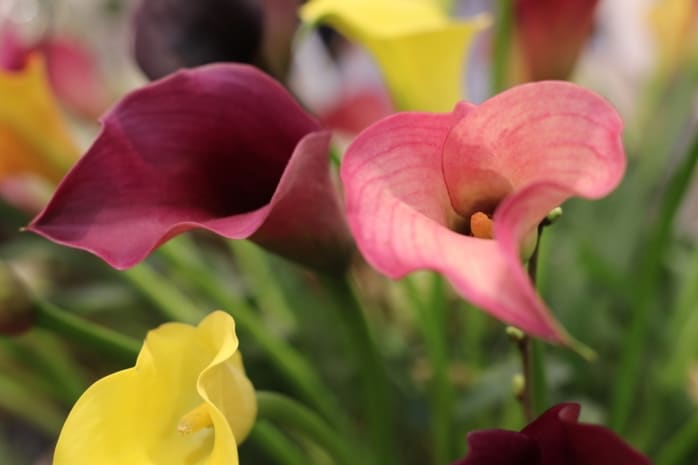 Zimmercalla (Zantedeschia)