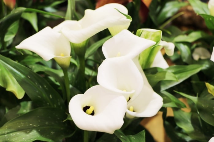 Zimmercalla (Zantedeschia)