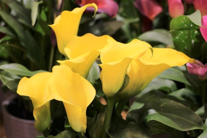 Zimmercalla (Zantedeschia)