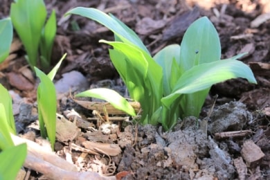 Bärlauch (Allium ursinum)