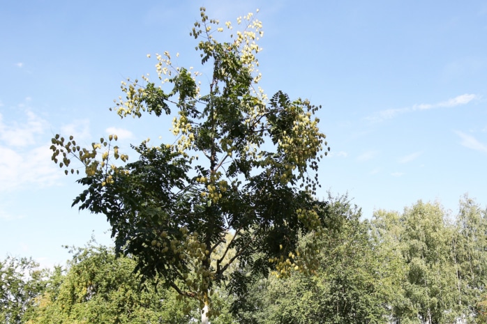 Blasenbaum (Koelreuteria paniculata)
