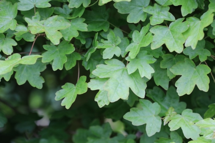 Feldahorn (Acer campestre)