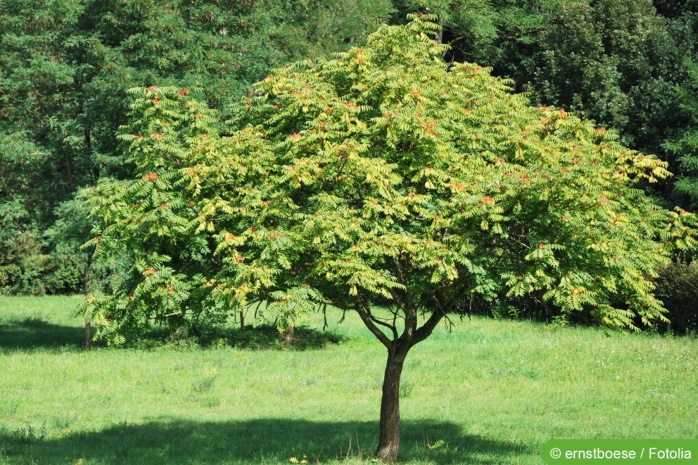 Götterbaum (Ailanthus altissima)