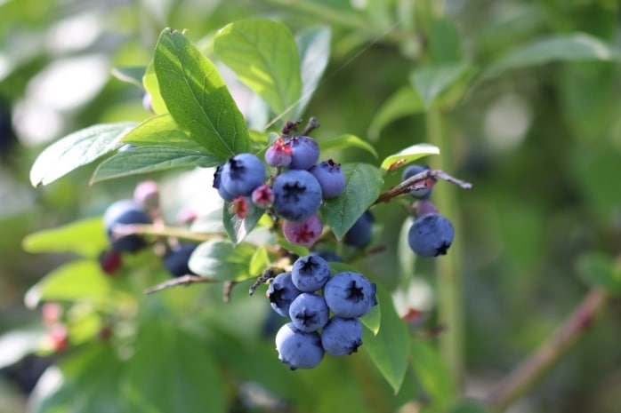 Gartenheidelbeeren