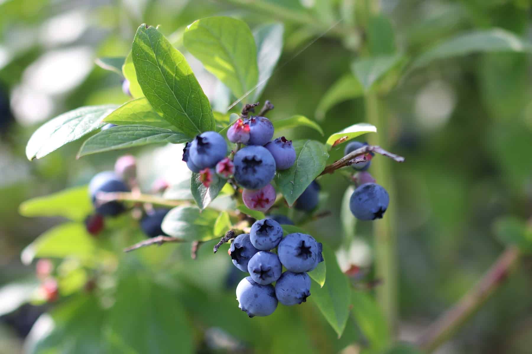 Gartenheidelbeere - Sorten, Pflege und Schneiden - Hausgarten.net