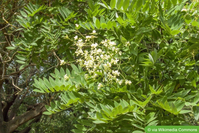 Japanischer Schnurbaum (Styphnolobium japonicum)