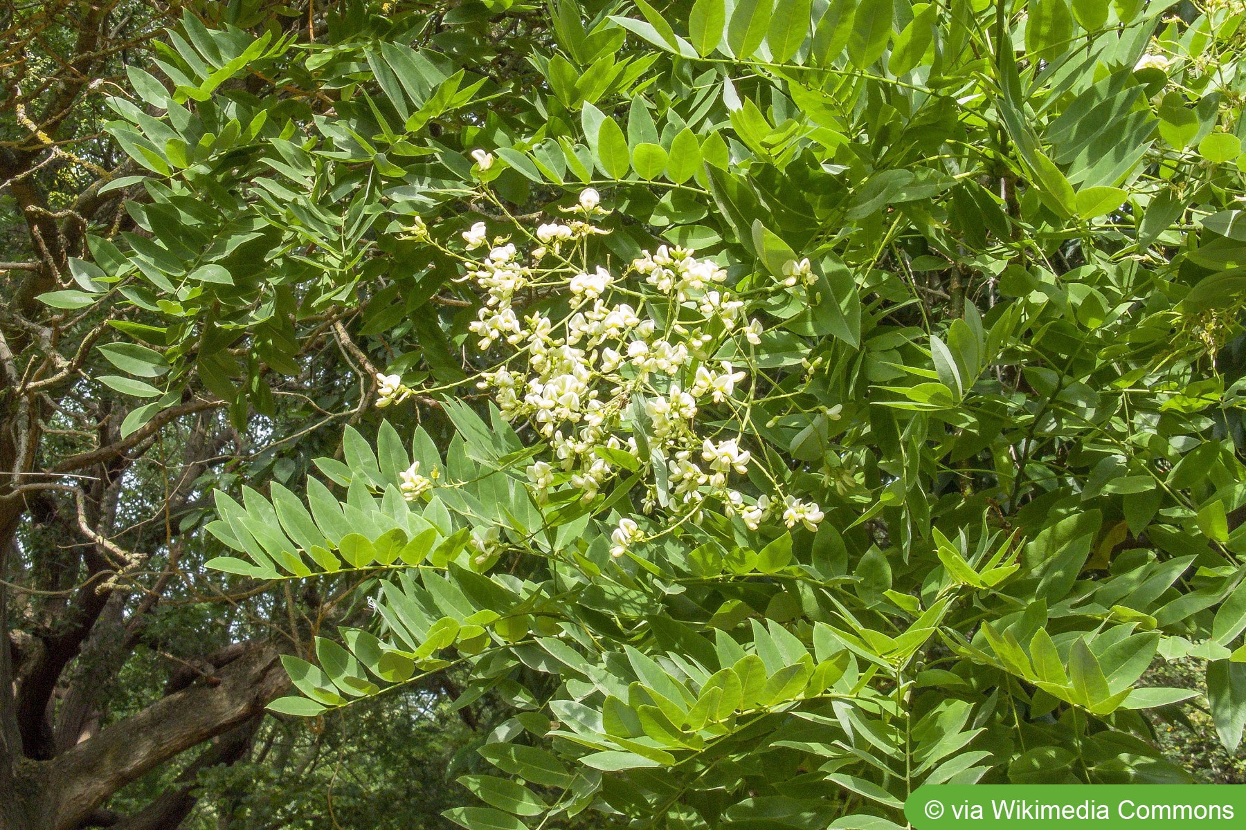 waldstaudenroggen saatgut BIO Saatgut Getreide Waldstaudenroggen – Biogartenladen main image 0