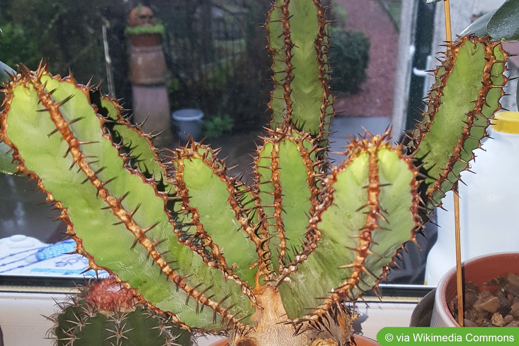 Kanaren-Wolfsmilch, Euphorbia canariensis - Pflege - Hausgarten.net