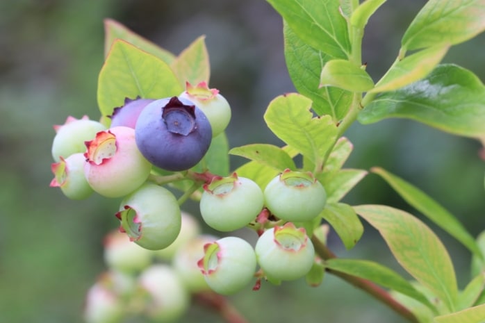 Kulturheidelbeeren