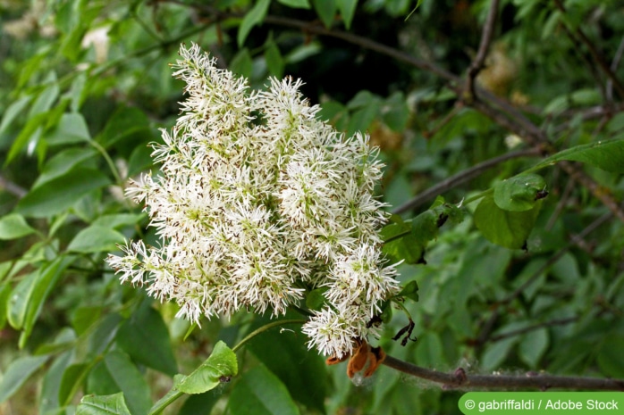 Manna-Esche (Fraxinus ornus)