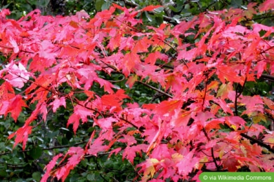 Rot-Ahorn (Acer rubrum)