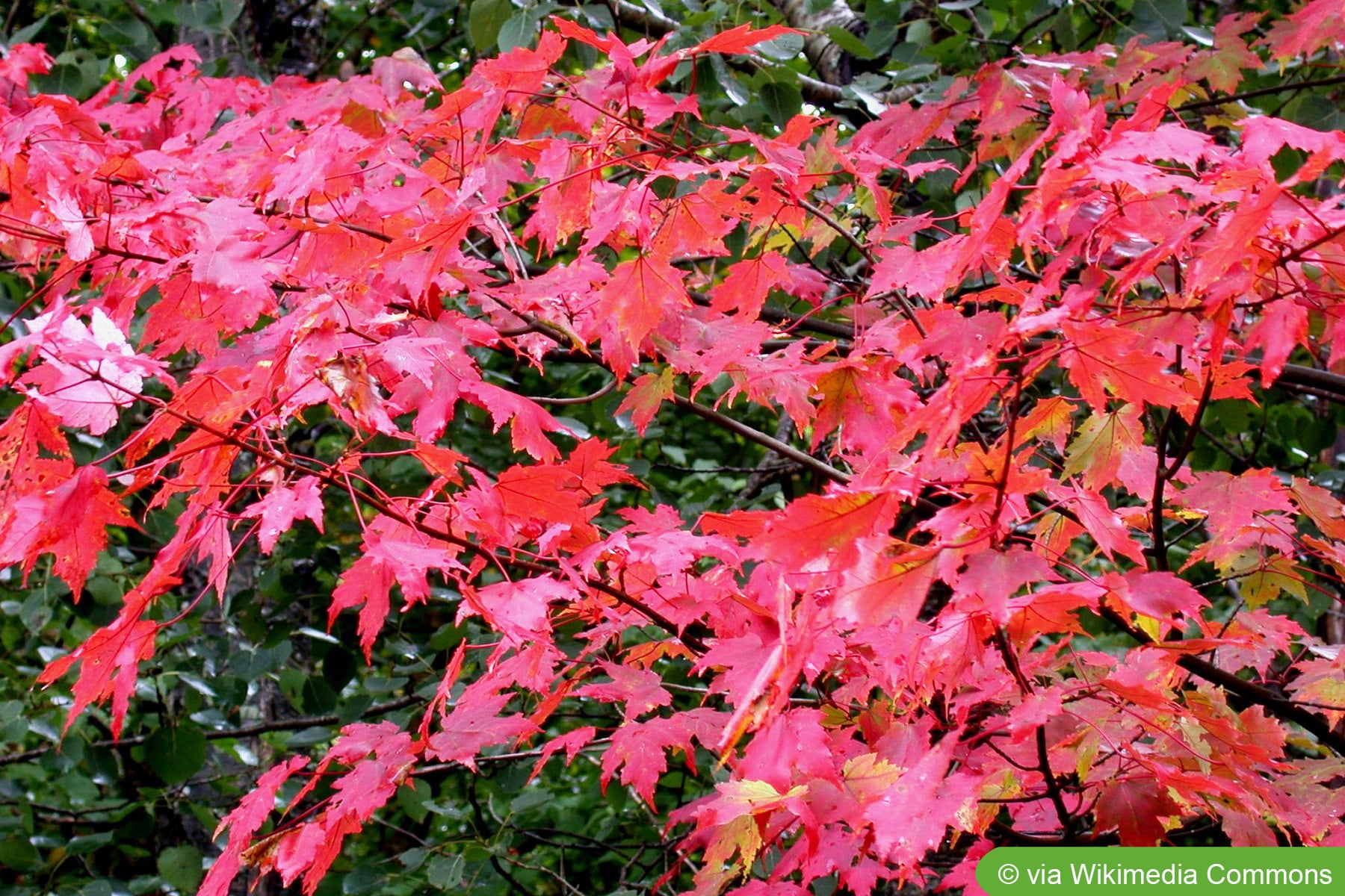 Rot-Ahorn, Acer rubrum - Pflege und Schneiden - Hausgarten.net