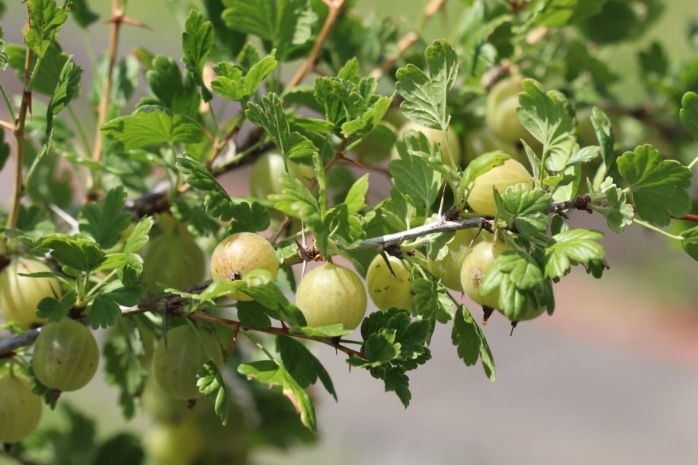 Stachelbeeren (Ribes uva-crispa)