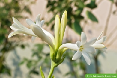 Tuberose (Agave polianthes)