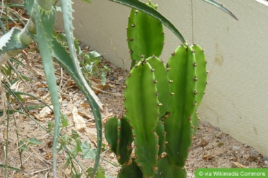 Westernkaktus (Euphorbia acrurensis)