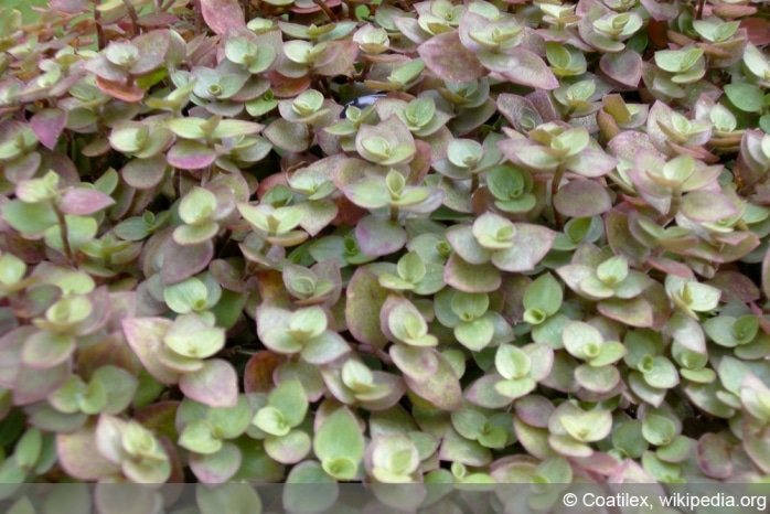 Golliwoog - Callisia repens