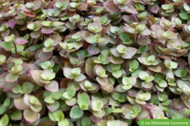 Golliwoog (Callisia repens)
